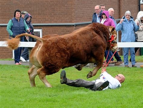 Prize Winning Bull Knocks Handler Unconscious Getting Spooked At Show