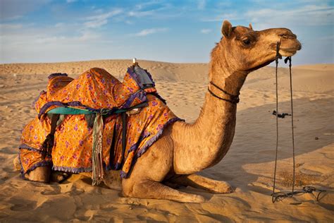 camels معلومات عن الجمل بالانجليزي