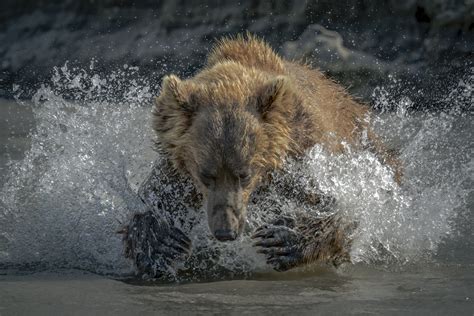 Bears Nature Animals Water Water Splash Water Drops Hd Wallpaper