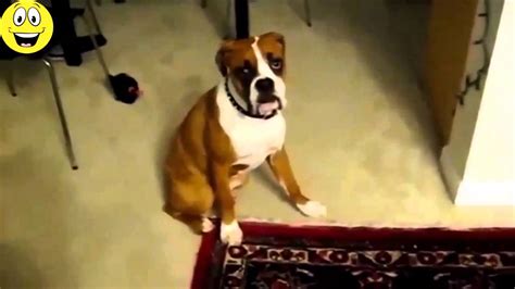 Funny Dogs Scared Of Farts Funny Videos Compilation 20151 Youtube