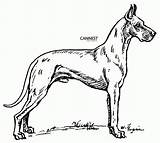 Coloring Dog Dane Drawing Breed Dogs Puppy Animals Drawings Clipart Caninest Lps Line Storyjumper Printable Wpclipart Breeds Draw Popular Cute sketch template