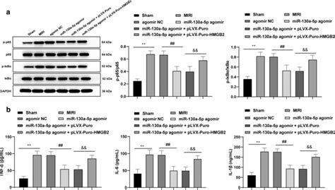 mir 130a 5p targets hmgb2 to downregulate the nf κb axis mitigating download scientific