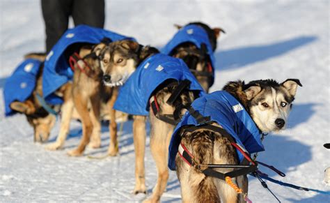 Alaska Forced To Reroute Iditarod Sled Dog Race Over Lack Of Snow Time