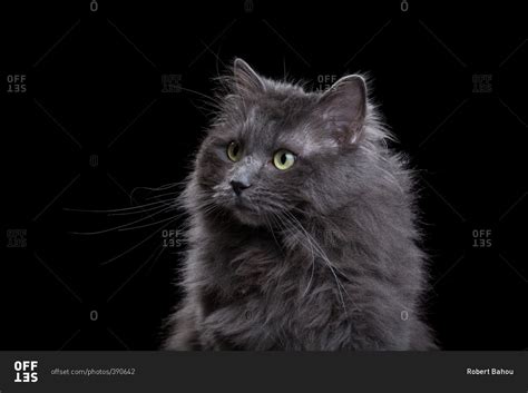 Find ragdoll kittens ads in our cats & kittens category. Gray Ragdoll cat on a dark background stock photo - OFFSET