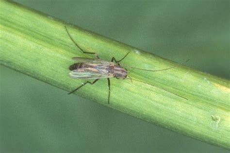 Aquatic Midges Also Known As Blind Mosquitoes Ufifas Extension