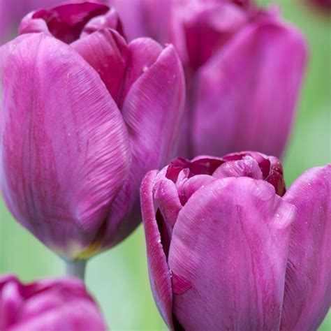 Buy Triumph Tulip Bulbs Tulipa Purple Lady Pbr