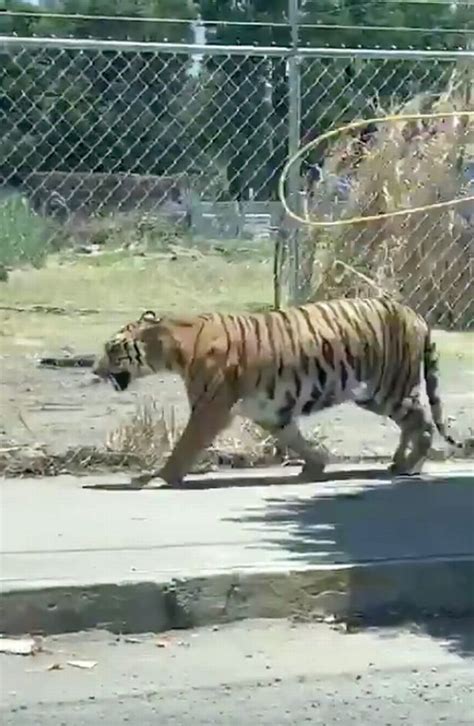Bizarre Moment Tiger Strolls Into City Before Brave Cowboy Captures It