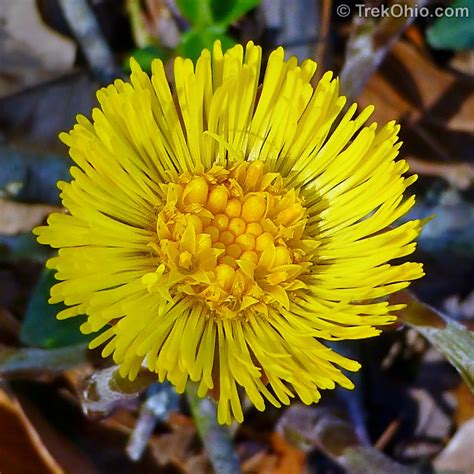 Early Spring Wildflowers 2016 Trekohio