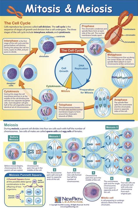 The acronym pmat can help you remember the different stages. Die besten 25+ Mitose Ideen auf Pinterest | Zell-biologie ...