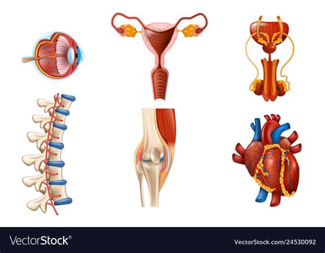 Female human anatomy vector diagram. Body Diagram Female Organs ~ DIAGRAM