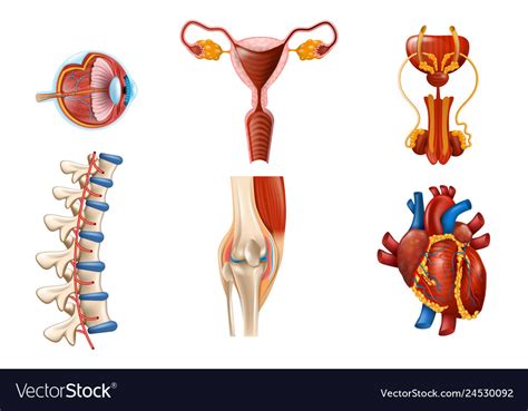 The case for renaming women's body parts bbc future published an article asking the question about whether women's body parts should be renamed. Body Diagram Female Organs ~ DIAGRAM