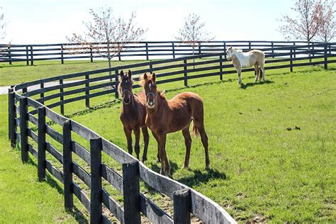 Beautiful Kentucky Horse Farm Convenient To Louisville