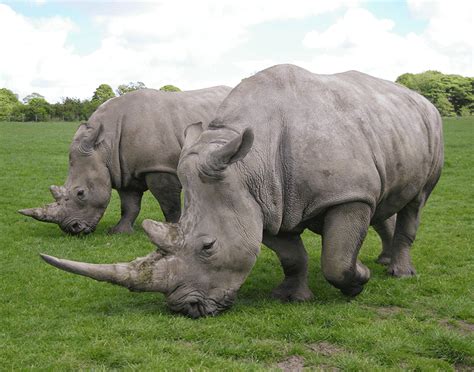 5 Things To Think About When Training Rhinos If You Dont Have A Rhino