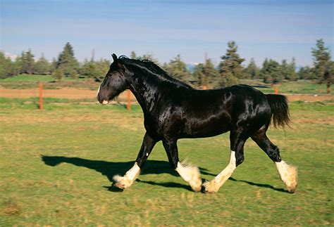 Profile Of Black Clydesdale Horse On Green Pasture Kimballstock