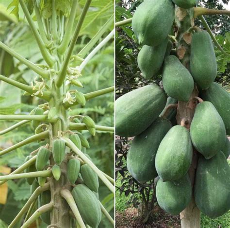 Papaya Flower And Fruit Drop Causes Control Methods Agri Farming