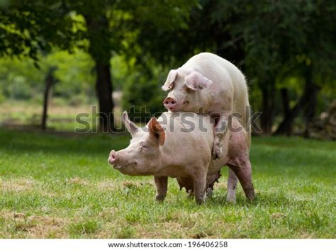 521 Imagens De Mating Pigs Imagens Fotos Stock E Vetores Shutterstock