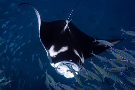 Itap Of A Manta Ray Swimming Through A School Of Fishphoto Capture
