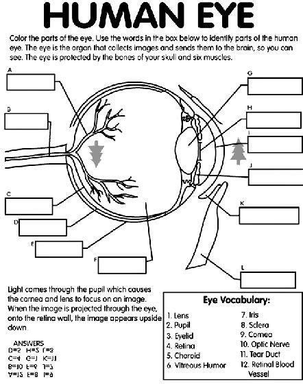 Cow Eye Dissection Worksheet Answers Worksheet