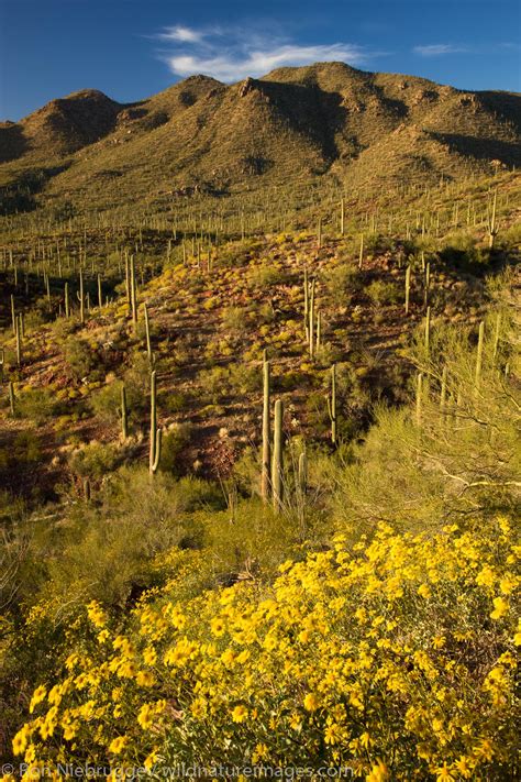 West District | Saguaro National Park, Tucson, Arizona. | Ron Niebrugge ...