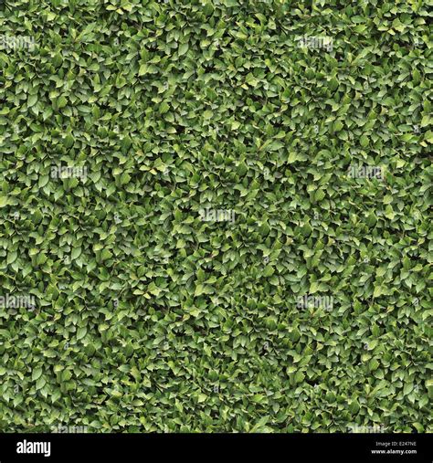Laurel Bush Surface Seamless Texture Stock Photo Alamy