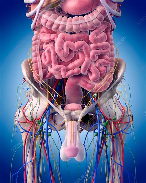 Male Anatomy Stock Image F0155989 Science Photo Library