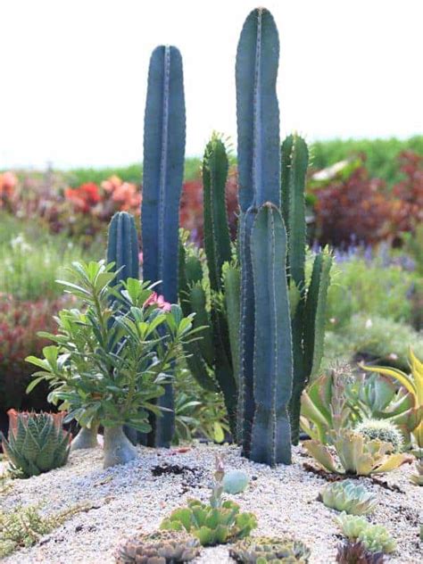 Best Cities In Arizona For Succulent And Cacti Lovers Garden