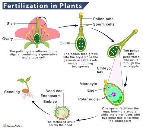 Fertilization In Plants Definition Process Types And Diagram