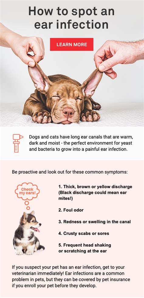 Ear Infections In Pets Dog Health Ear Infection Pet Health