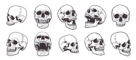 Skeleton Line Drawing Skull Drawing Line Work Vector Stock Illustration