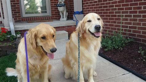 Pet city pets has always been worse than a dump. Reviews and Testimonials - Furry Footsteps Professional ...