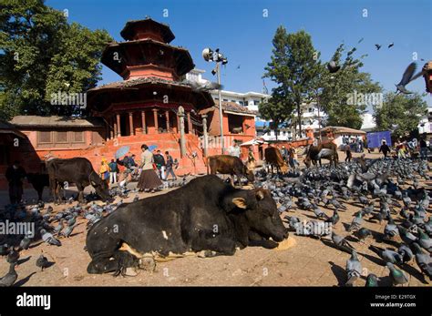Nepal Kathmandu Valley Listed World Heritage By Unesco Kathmandu Sacred Cows On Durbar