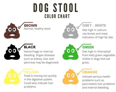 Yellow Dog Poop Causes And Remedies With Chart