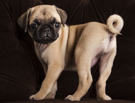 Why Do Pugs Have Curly Tails