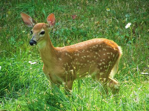 White Tailed Deer Fawn Spots Cute Grass Adorable Baby Baby Deer