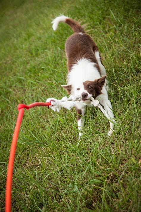 Tether Tug Outdoor Interactive Tug Toy For Dogs Made In Usa
