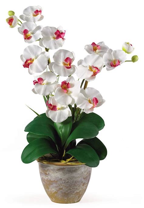 Double Phalaenopsis Orchid Silk Plant In 8 Colors 25 Inches Orchid