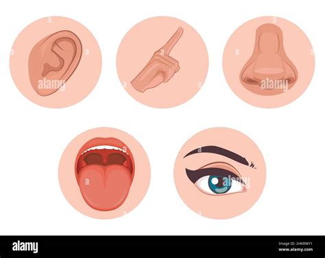 Five Senses Icon Flat Design With Name Sight Hear Smell Taste Touch Stock Vector Image