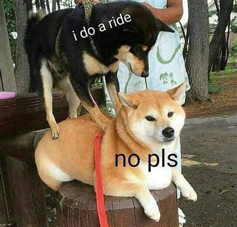 Doggo Does A Ride Part Two Meme By Blobfavenger Memedroid