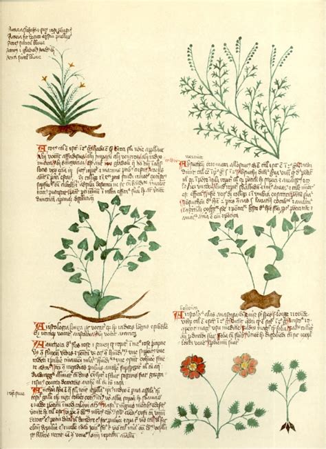 Voynich Manuscript Herbal Section Voynich Manuscript Botanical Art