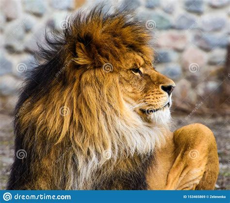 Beautiful Mighty Lion Stock Image Image Of Face Mouth