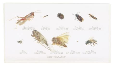 What Types Of Fleas Live In Florida Sciencing