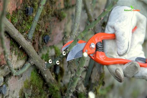 Pruning A Climbing Rose Tree When And How To Prune Video Guidance