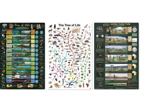Picture Peddler Laminated Eras Of Life Tree Of Life And