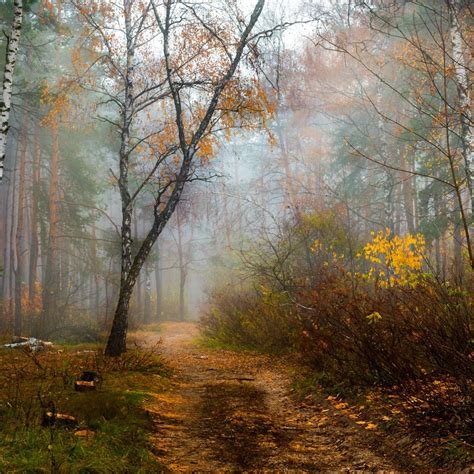 🇺🇦 Misty Autumn Forest Path 1 Ukraine By Oksana Galanzovskaya