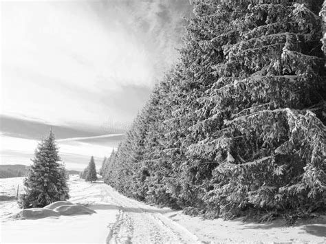 Winter Wonderland In Black And White Stock Photo Image Of Cold