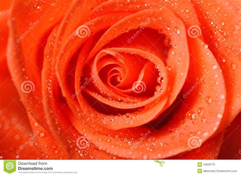 Dark Orange Rose With Dew Drops Very Close Up Stock Photo Image Of