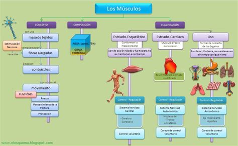 Sistema Muscular Anatomia Y Fisiologia Humana Anatomia Y Fisiologia