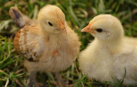 Free Images Meadow Cute Wildlife Spring Beak Small Chicken