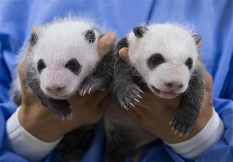 Everland Twin Panda Cubs Now One Month Old
