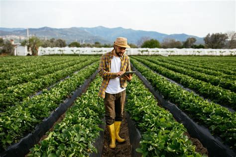 Agricultura sustentável saiba qual é a importância